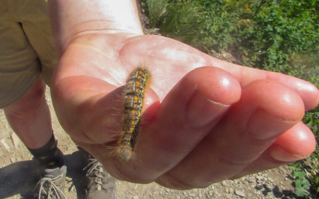 Bugging out in Glacier National Park