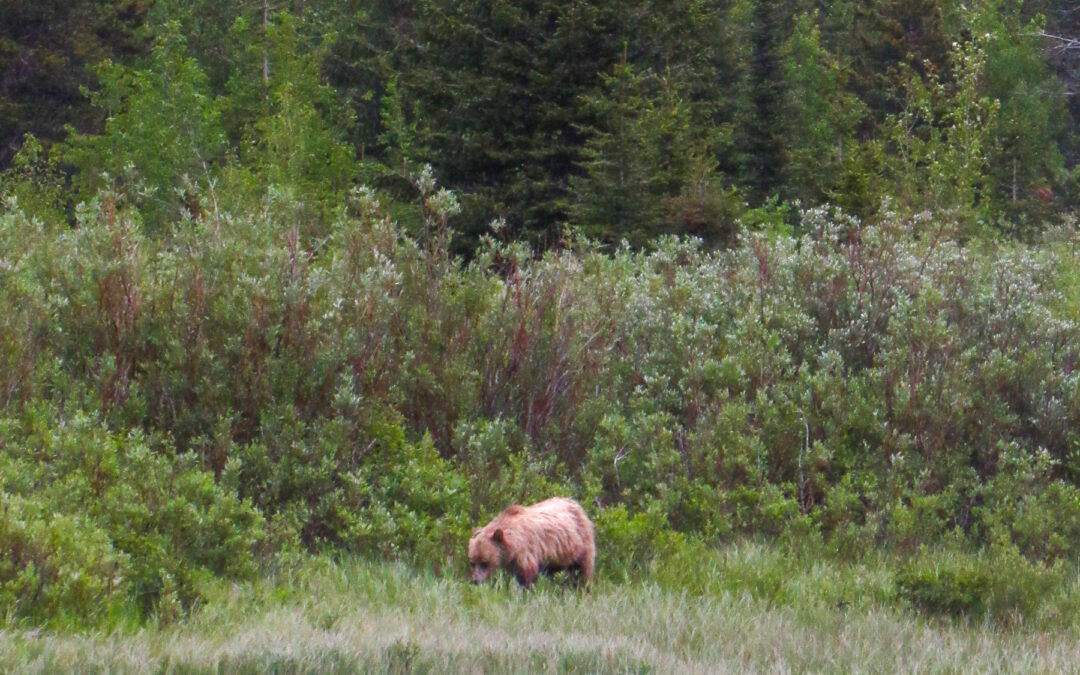 Aura Reading in Glacier National Park