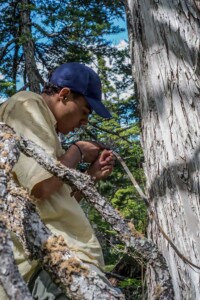 AK Tree Measure AK Tree Measure